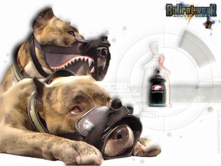 bullrot