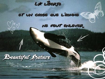 bienvenue